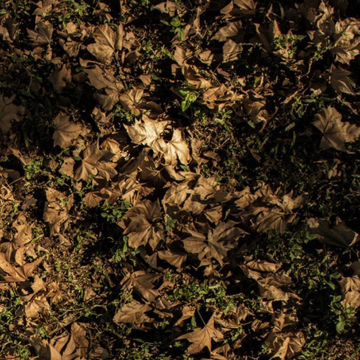 an orange fire hydrant sitting in the middle of leaves on the ground next to a tree