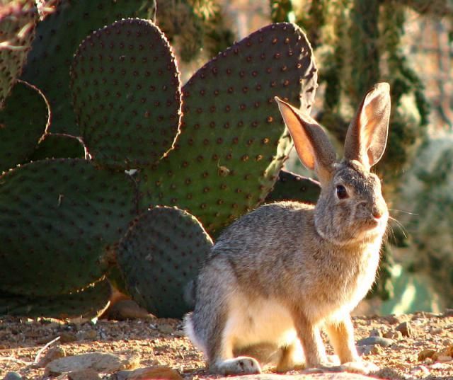 a rabbit is sitting in front of some cacti