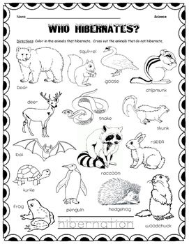 an animal worksheet with the words who hibernates?