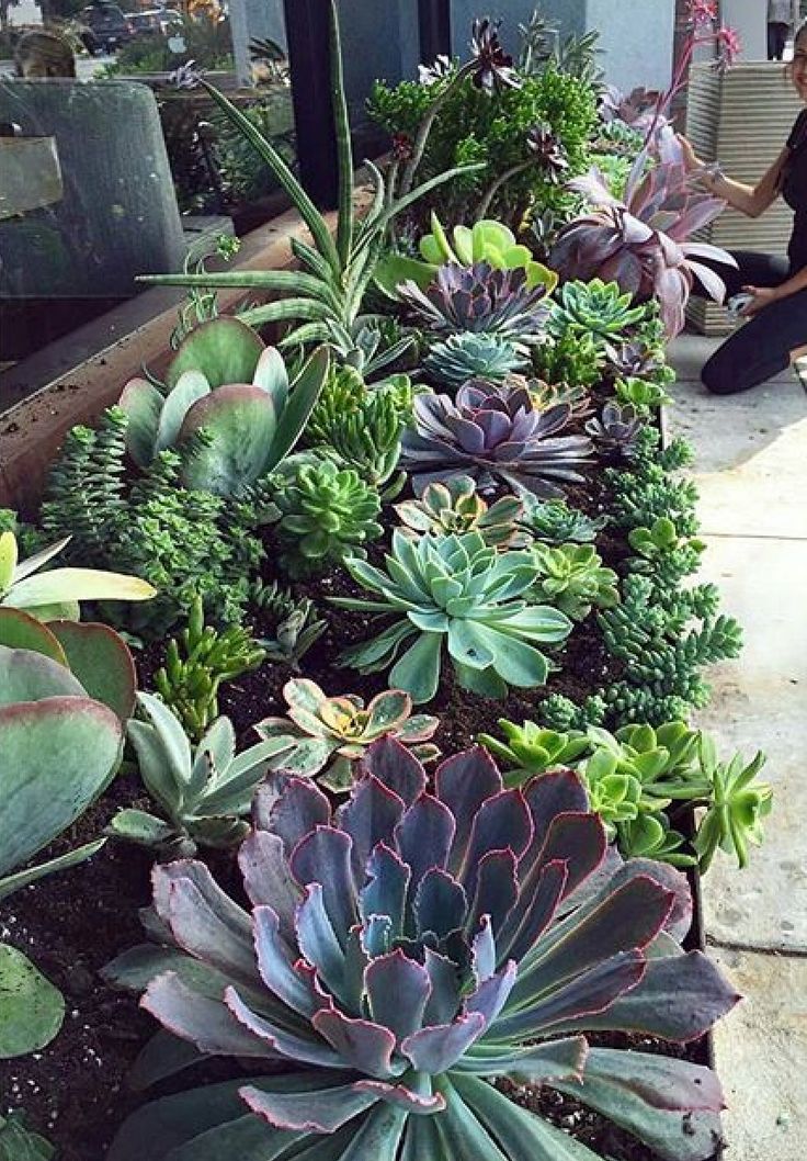 several succulents and other plants are growing in a planter on the sidewalk