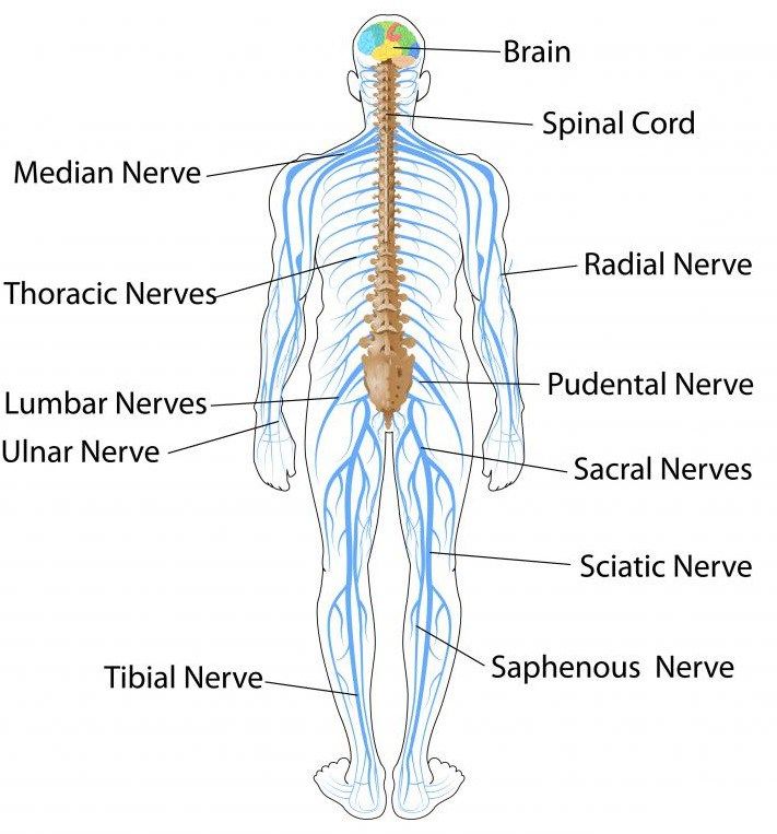 the human nervous system labeled in blue