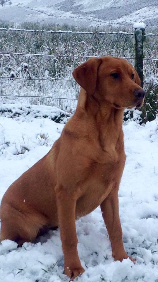 a large brown dog sitting in the snow