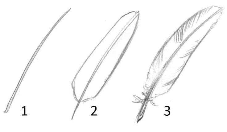 three different types of feathers are shown in this diagram, one is white and the other has