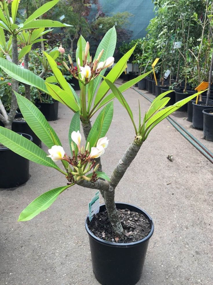 a small tree with white flowers in a black pot on the ground next to other plants