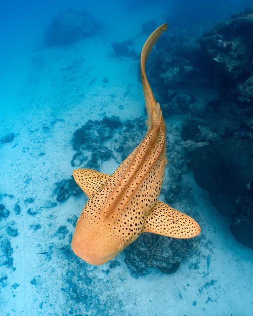 a fish that is swimming in the water near some rocks and corals on the ocean floor