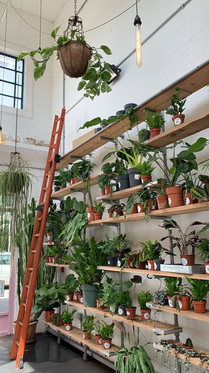 several plants are on shelves in a room with ladders and hanging potted plants