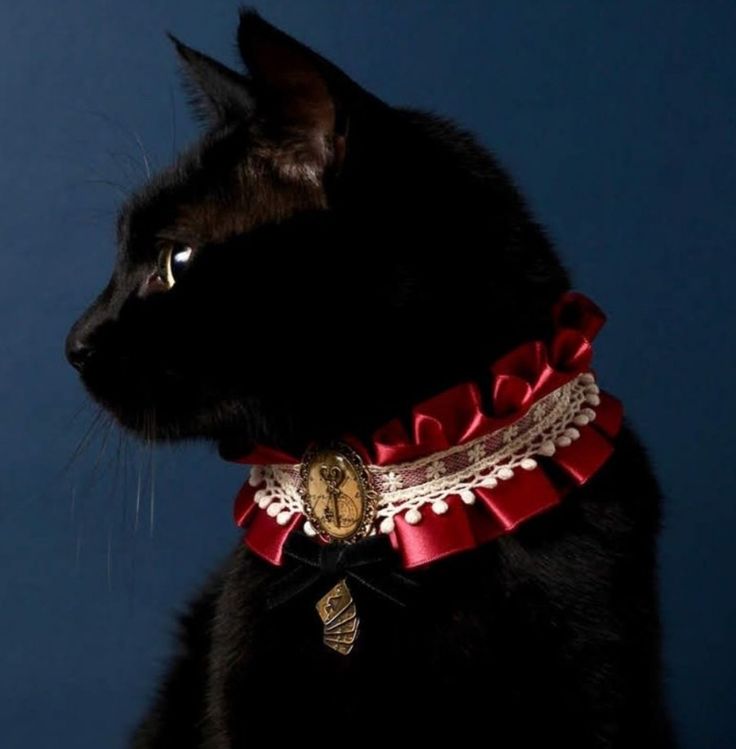 a black cat wearing a red collar with gold accents