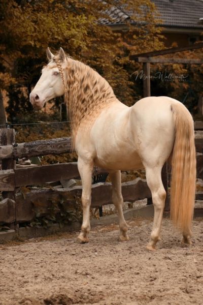 a white horse standing on top of a dirt field next to a wooden fence with trees in the background