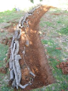 a tree that has been dug in the ground with some branches attached to it's sides