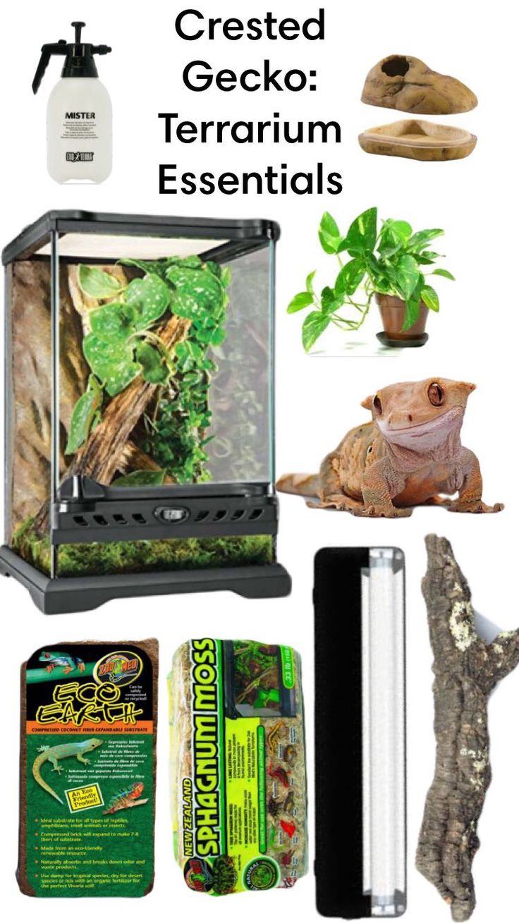 an assortment of geckos, plants and other items in a small tank with text overlay