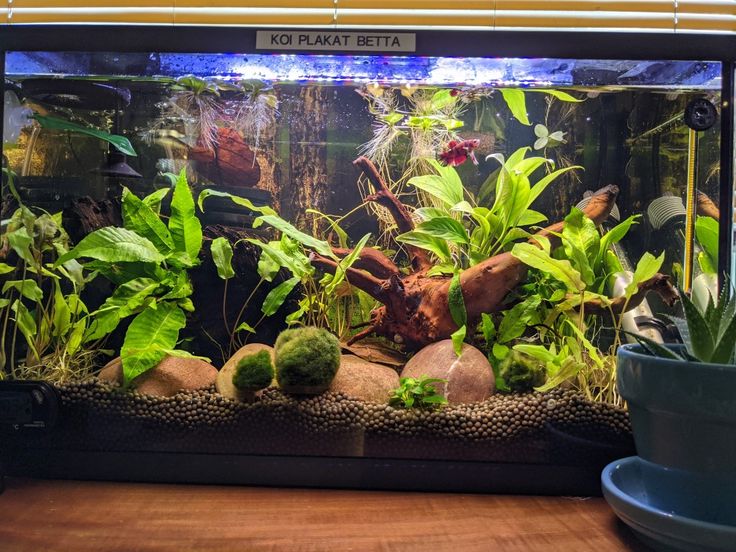 an aquarium filled with plants and rocks on top of a wooden table next to a potted plant