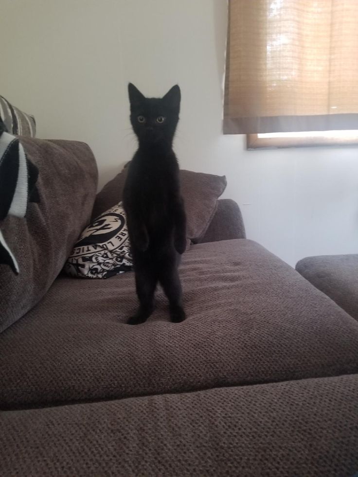 a black cat sitting on top of a couch