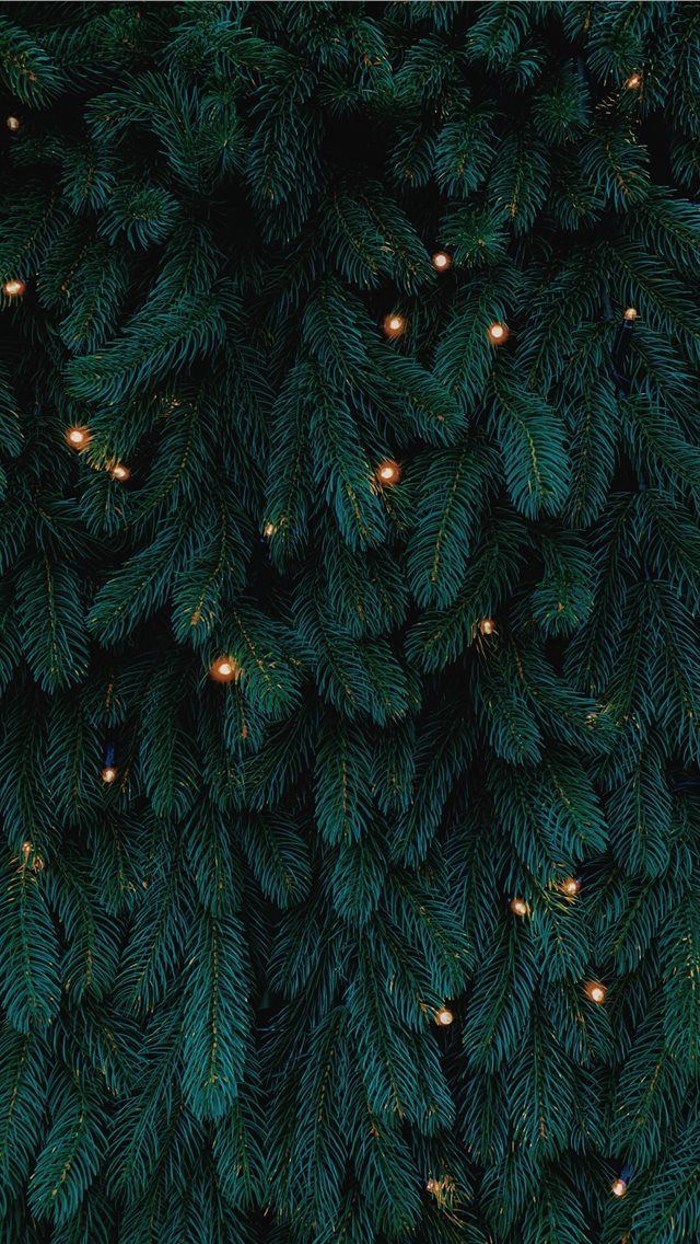 the top view of a christmas tree with lights on it's branches and green needles