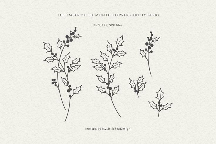 four holly branches with berries and leaves drawn in ink on white paper, including the words december birth month flower holly berry