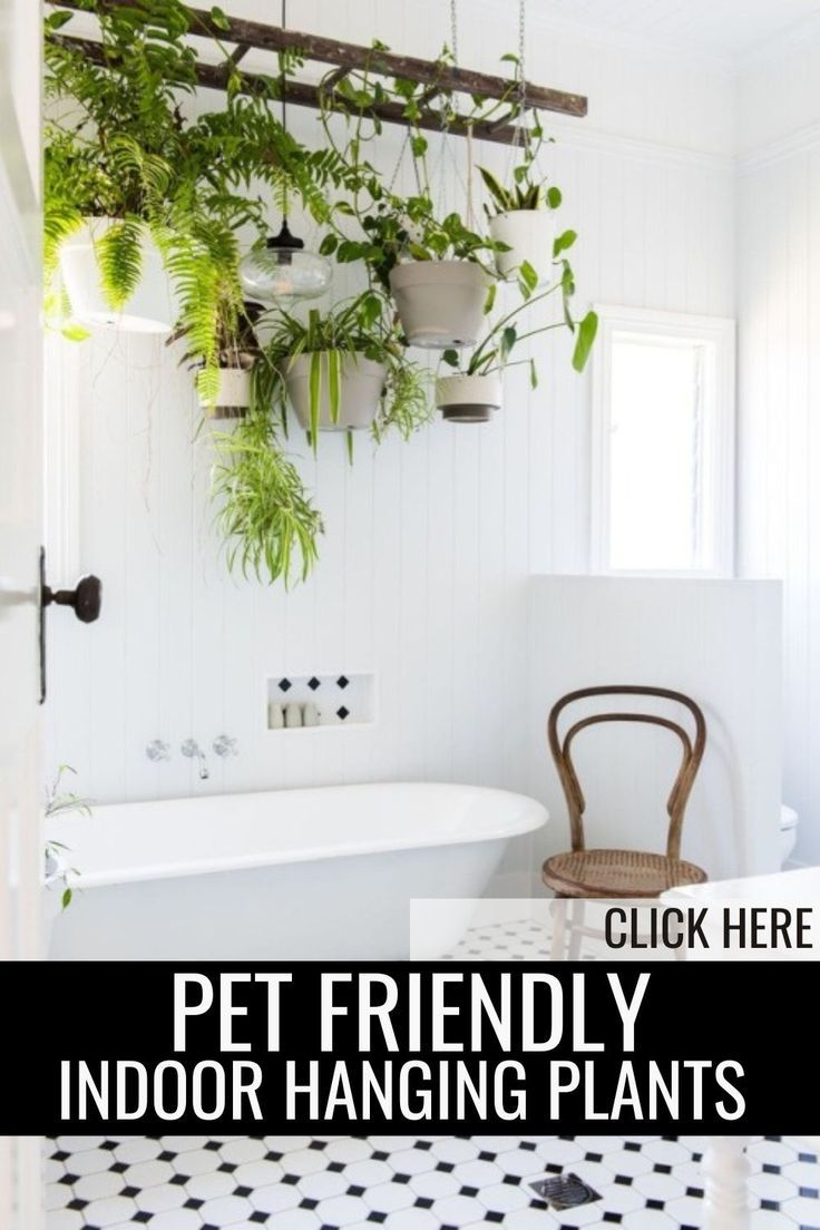 Incorporate pet-friendly indoor hanging plants into your living room interior design for a touch of natural beauty. Explore plant home decor ideas that are safe for your pets and elevate your dream house decor with these lush, green additions. Plants Safe For Dogs, Dog Safe Plants, Indoor Hanging Plants, Best Indoor Hanging Plants, Cat Friendly Plants, Goldfish Plant, Plant Home Decor, Cast Iron Plant, Parlor Palm