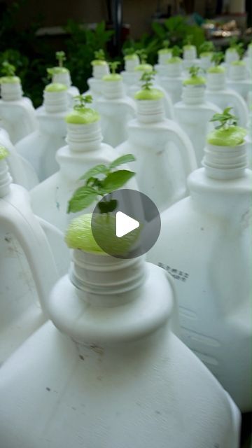 many white jugs with green plants growing out of them