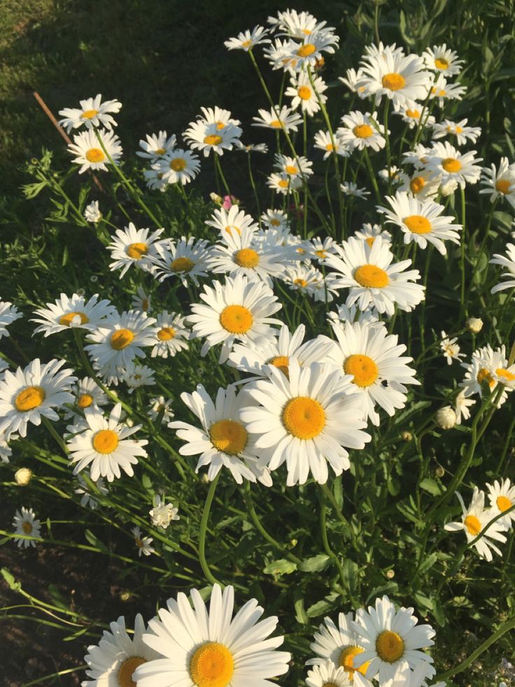 white and yellow daisies growing in the grass