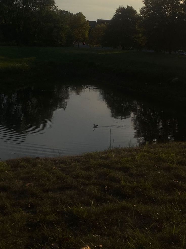 a duck floating on top of a lake next to a lush green park filled with trees