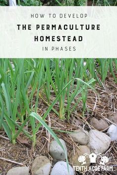 some rocks and grass with the words how to develop the permaculture homestead in phases