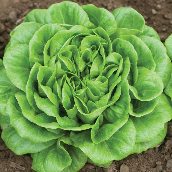 a close up of a green leafy plant in dirt