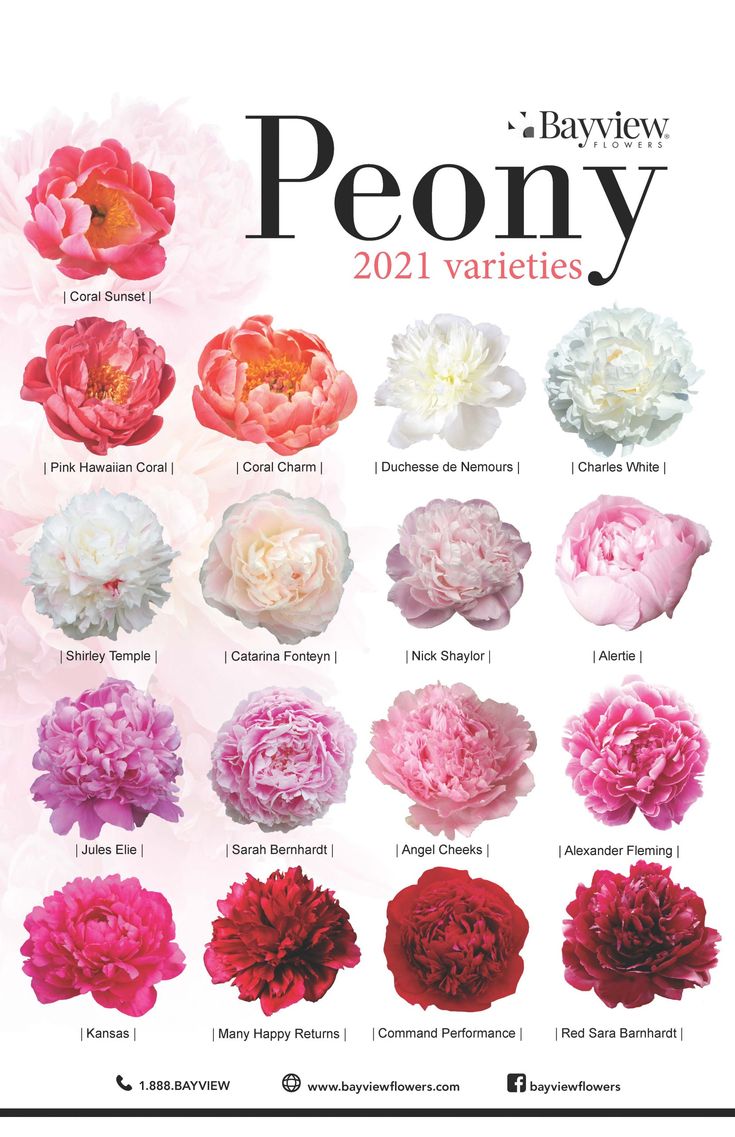 a poster with different types of peony flowers on it's sides and the names of each flower