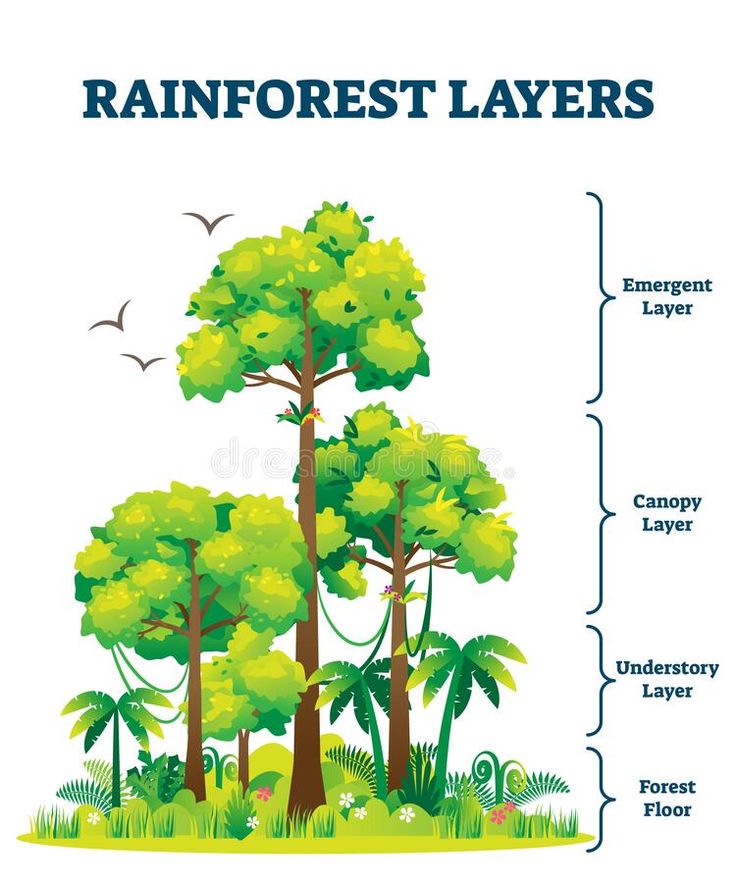 the different types of rainforest layers