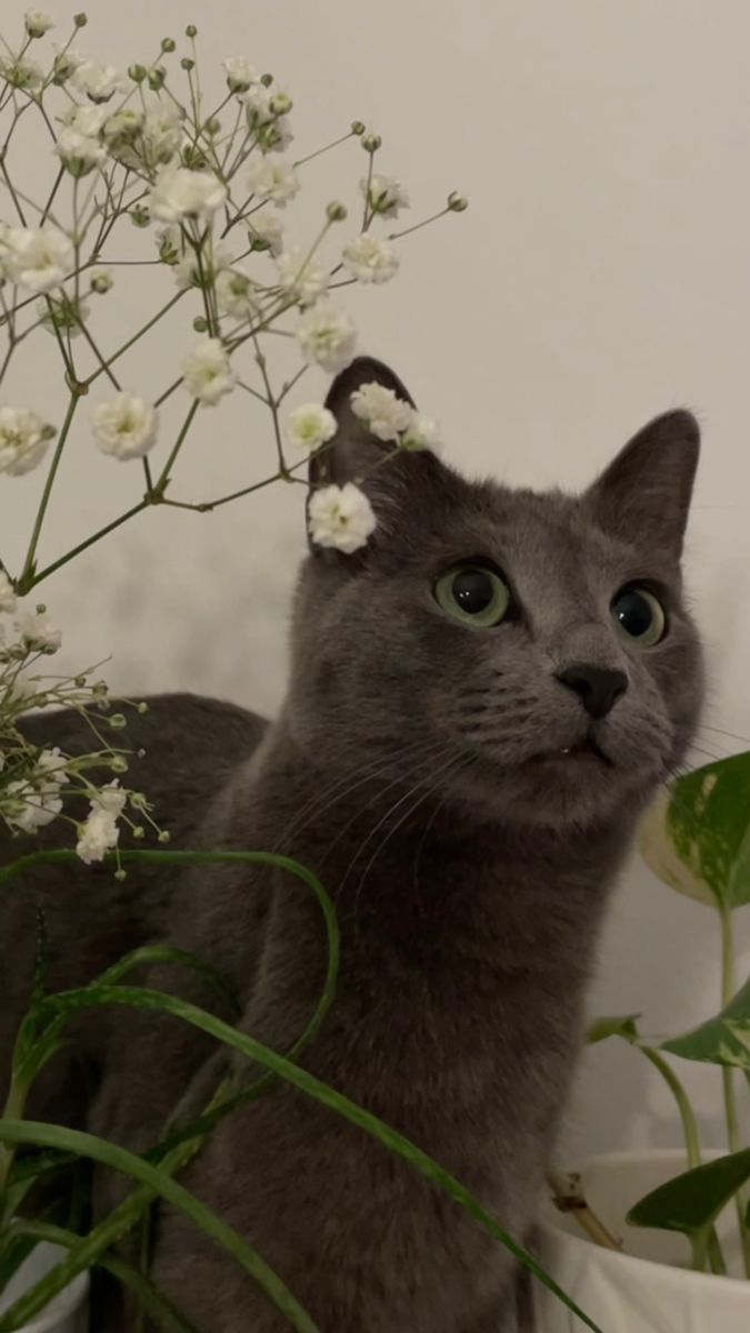 a gray cat sitting next to a plant with white flowers