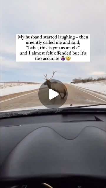 a car driving down a road with a deer on the dashboard and texting that reads, my husband started laughing - then apparently called me and said