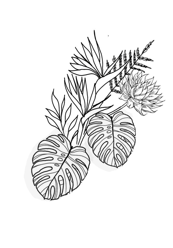 a black and white drawing of some plants