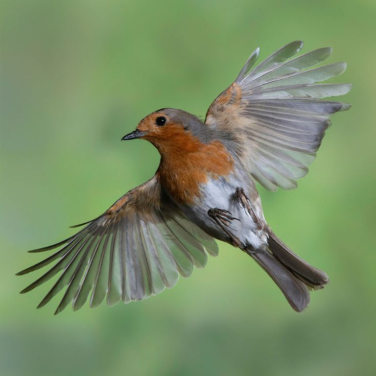 a bird that is flying in the air with its wings spread out and it's head turned to the side