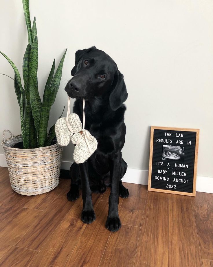 a black dog sitting next to a potted plant on top of a hard wood floor