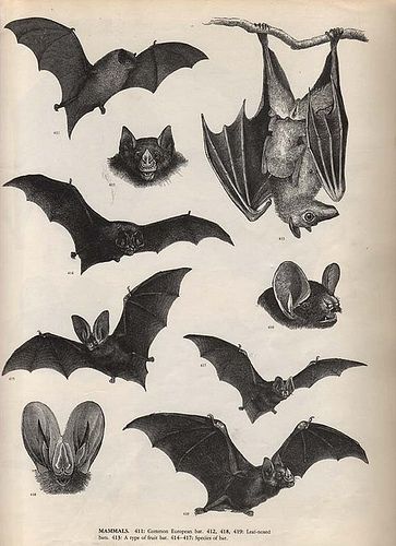 several bats are shown in this black and white illustration, including one with its wings open