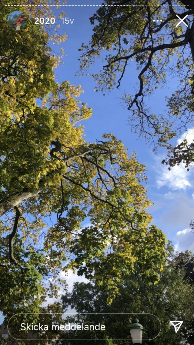 the sky is blue and there are many trees in the park with leaves on them