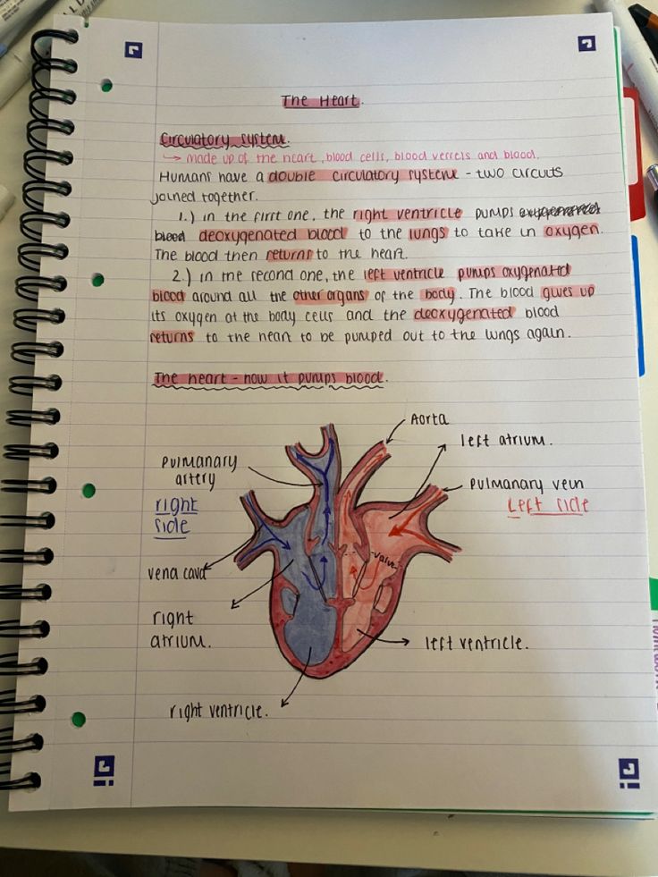 an open notebook with a diagram of the human heart