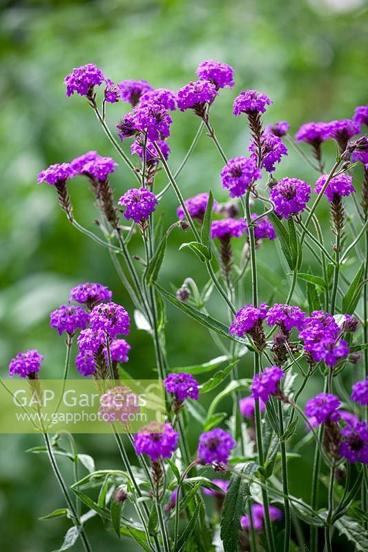 purple flowers are blooming in the garden