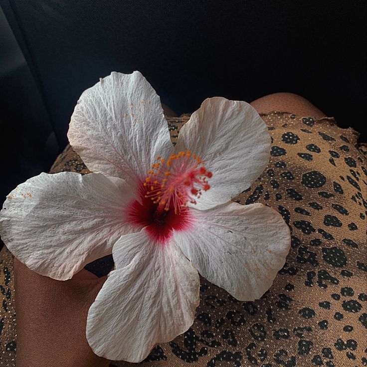 a white flower with red stamen on it's center surrounded by leopard print material