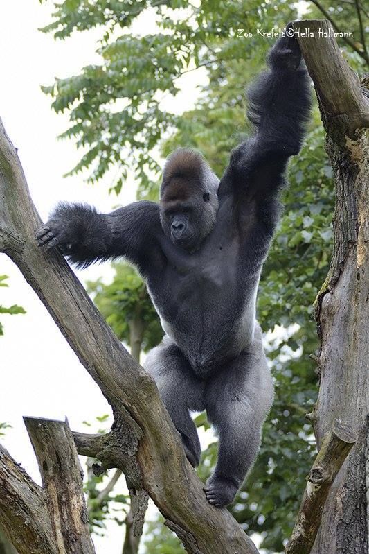 a gorilla hanging from a tree branch with its arms in the air and one foot on it's back