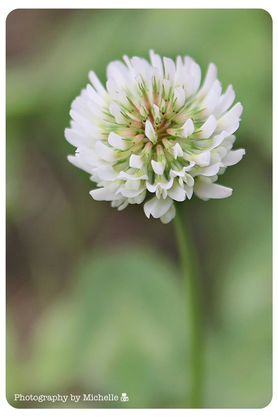 a white flower with green leaves in the background