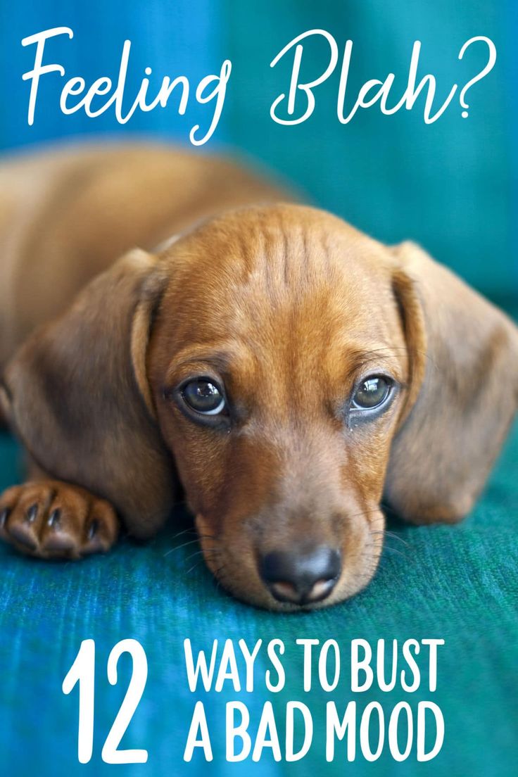 a brown dog laying on top of a blue couch with the words feeling blauh?