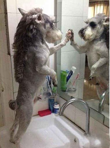 two dogs jumping up into the air in front of a bathroom mirror with toothbrushes