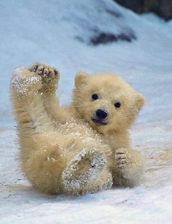 a baby polar bear playing in the snow