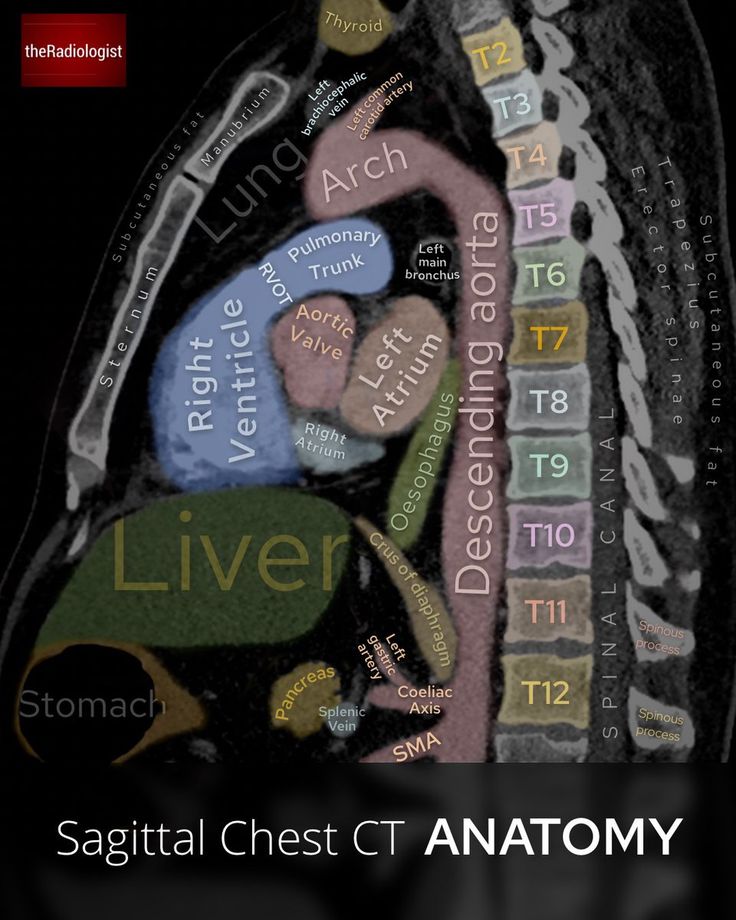 an image of the anatomy of the human body with words written in different languages on it