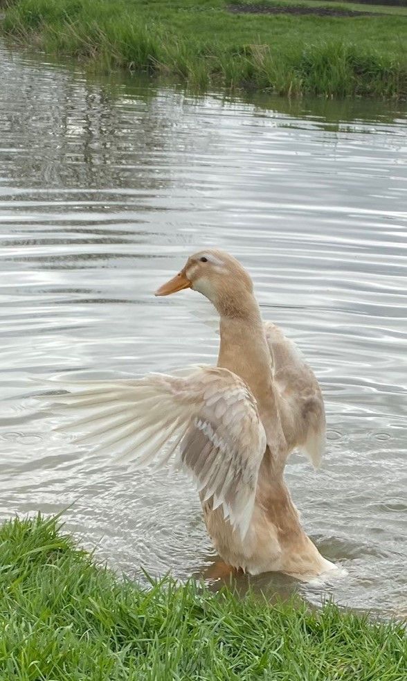 a duck flaps its wings while standing in the water near some green grass and reeds