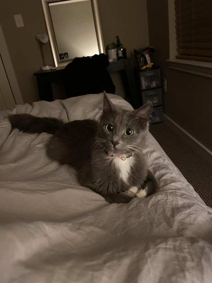 a gray and white cat laying on top of a bed