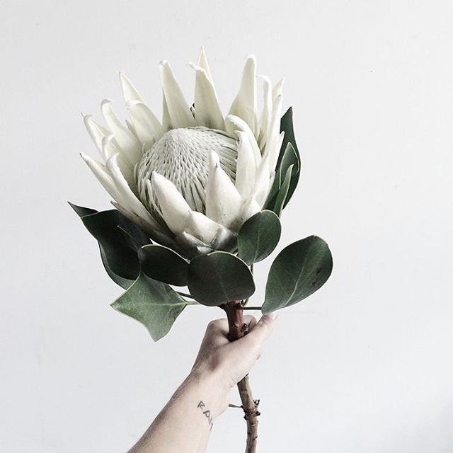 a hand holding a white flower with green leaves in the foreground, against a light gray background