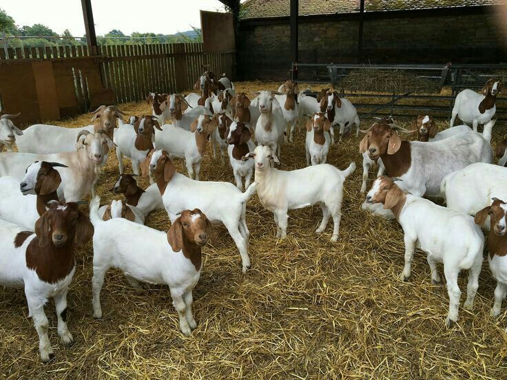 a herd of goats standing on top of dry grass covered ground next to a fence