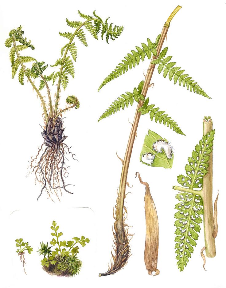 an illustration of various plants and their roots