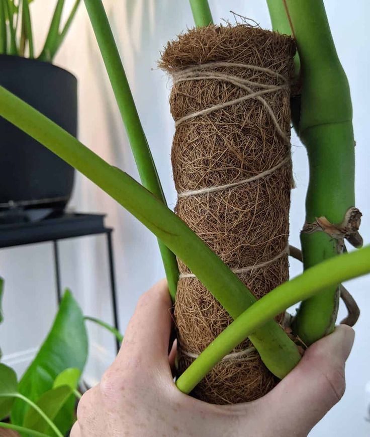 a person holding up a plant with some kind of rope wrapped around it