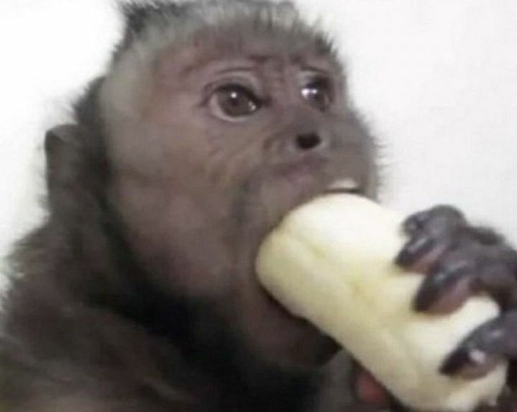 a monkey eating a banana with its mouth