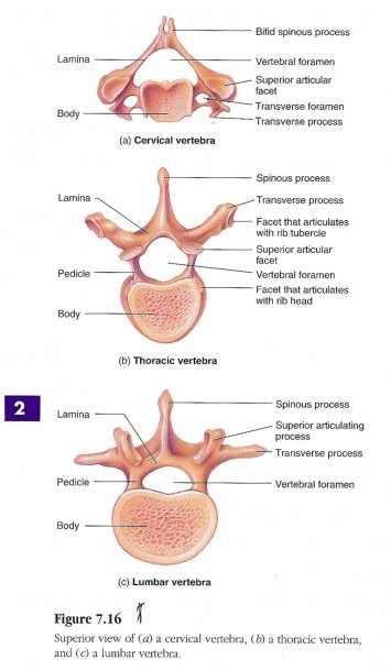 an image of the anatomy of the human neck and thoral view, labeled below